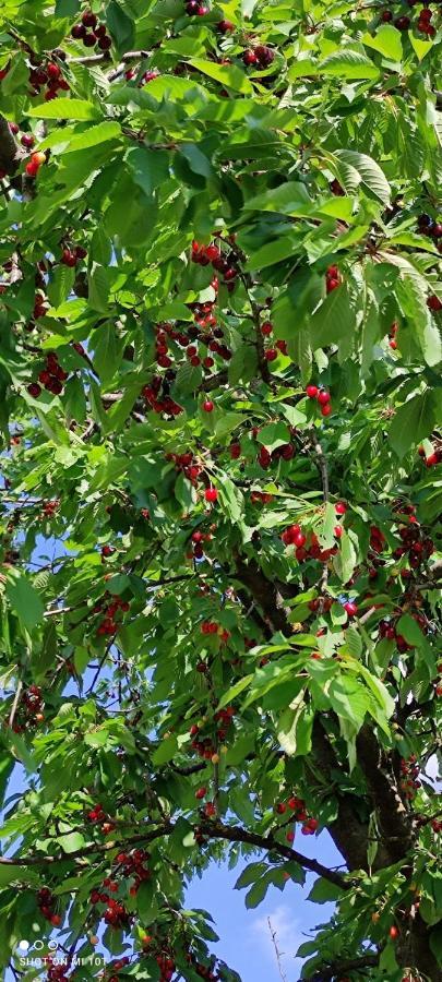 Ruralna Kuca Za Odmor Pozojova Hiza - Rural Holiday House Lopatinec エクステリア 写真